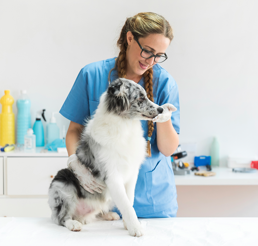 Vet Eazy - Convenient Pet Vaccination Booking and Consulting Booking ...