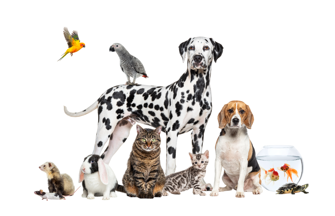 dogs